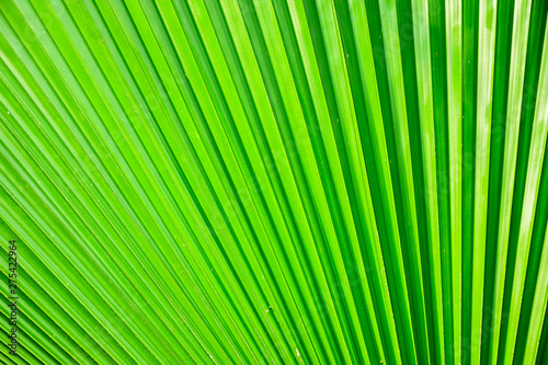 Closeup Washington Palm or Washingtonia robusta leaves Pattern of palm leaves.