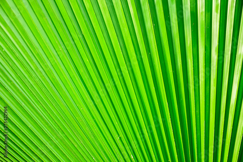 Closeup Washington Palm or Washingtonia robusta leaves,Pattern of palm leaves.