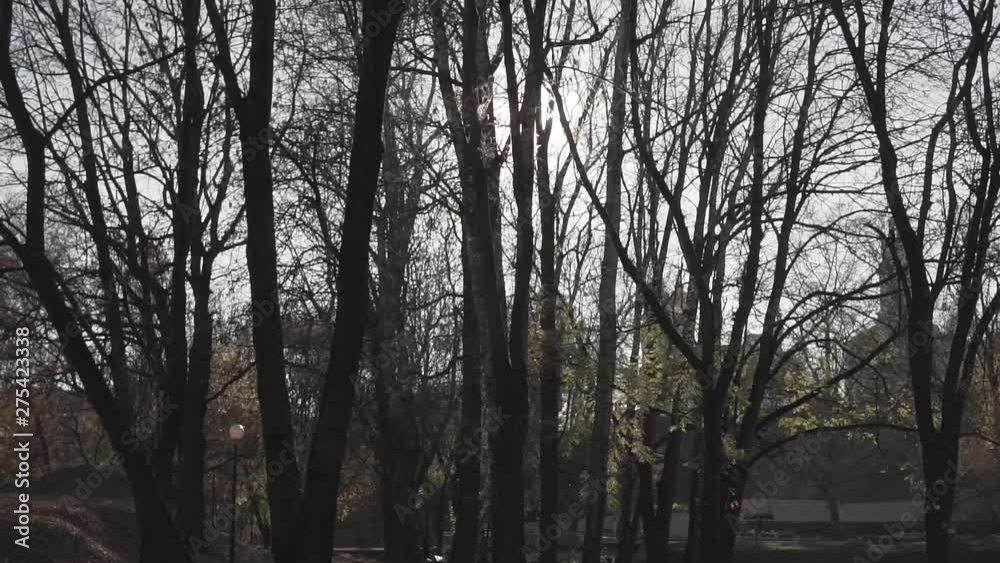 Early morning sun comes up through trees at sunrise or sunset. Early morning sun comes up through trees at sunrise or sunset.