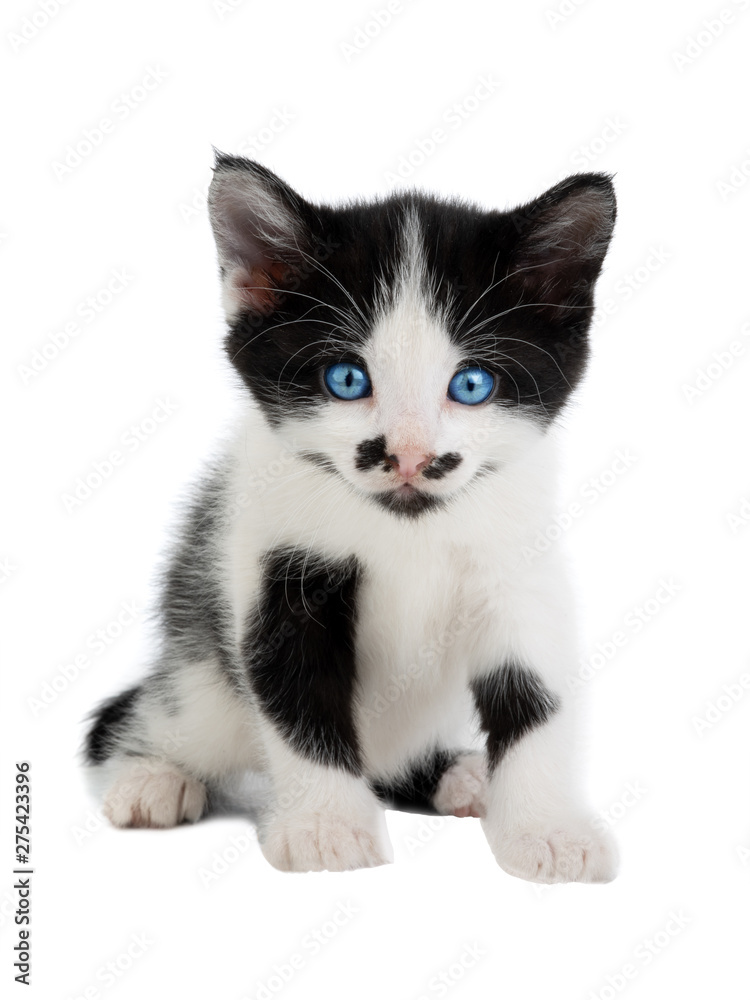 white spotted kitten on white