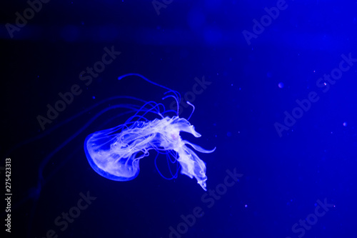 Slow motion relaxing view background of a glowing pink color jellyfish slowly floating in the dark aquarium water © Denis