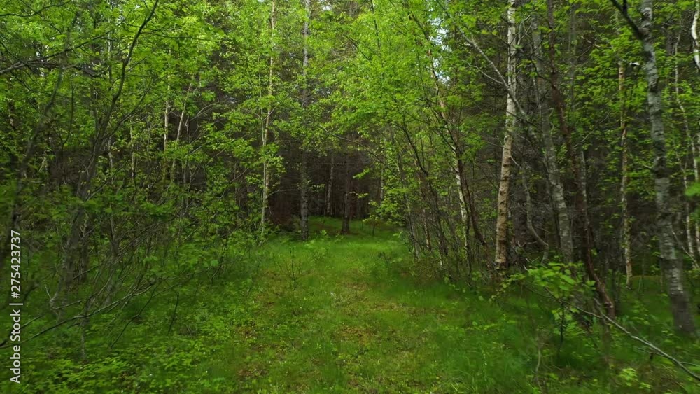 Hiking through the green spring forest Hiking through the green spring forest