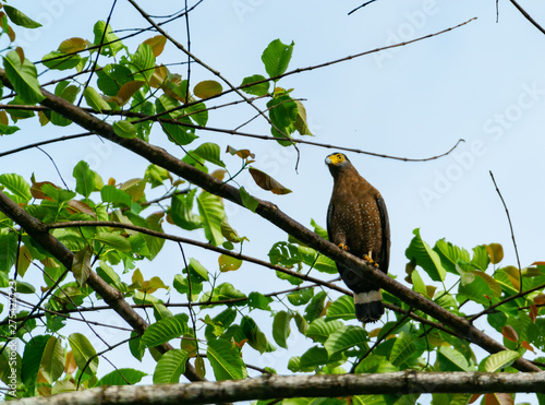 Serpent eagle on branch against blue sky.