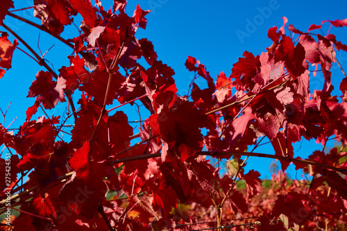 vine leaves of Lambrusco grasparossa in the autumn, detail of the foliage with a blurred  background sky photo