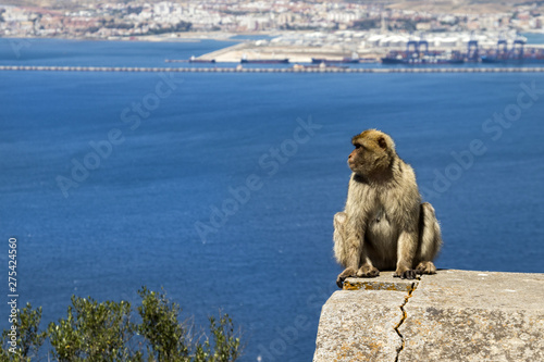 Gibraltar Monkey © nw7.eu