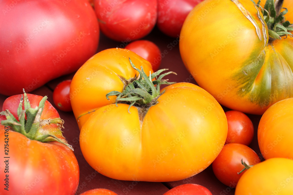 Large red and yellow tomatoes are rich in vitamins and nutrients.