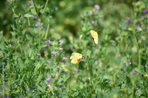 DANZA DI FARFALLE