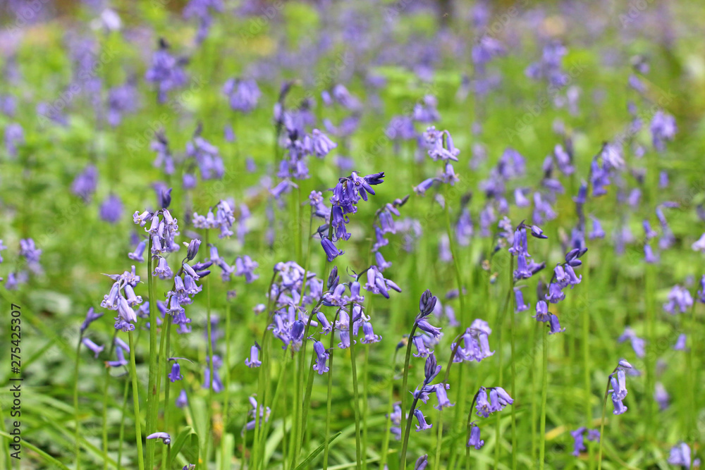 Fototapeta premium Bluebell flowers in close up