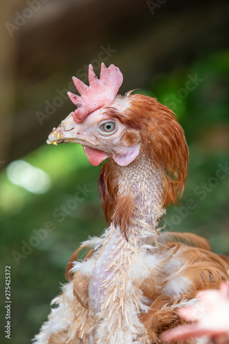 Rescue Hens roam free in their new free range back yard. Lohmann Brown breed