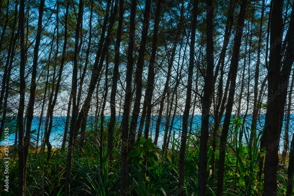 Fototapeta premium Silhouette pines along beach backlit by sun
