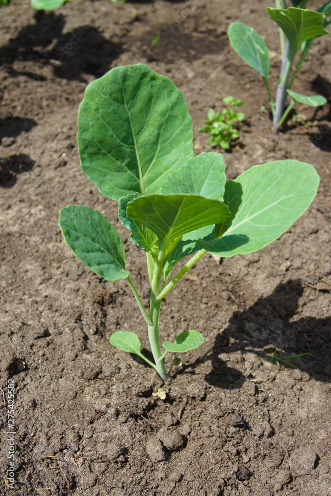 Young cabbage (Brassica oleracea) in the ground in the summer garden. Agriculture concept, cultivated plants, farming season Young cabbage (Brassica oleracea) in the ground in the summer garden. Agriculture concept, cultivated plants, farming season