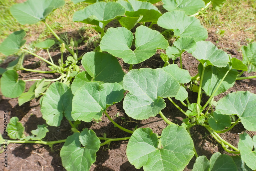 Pumpkin bushes in a sunny summer garden. Agricultural concept, cultivated plants, farming season Pumpkin bushes in a sunny summer garden. Agricultural concept, cultivated plants, farming season