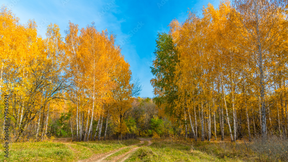 Autumn woodland landscape - Path among birches with yellow golden leaves