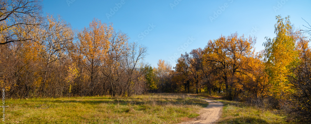 Naklejka premium Panoramic autumn woodland landscape - the trail on the big wood glade and trees with yellow, golden leaves in the background