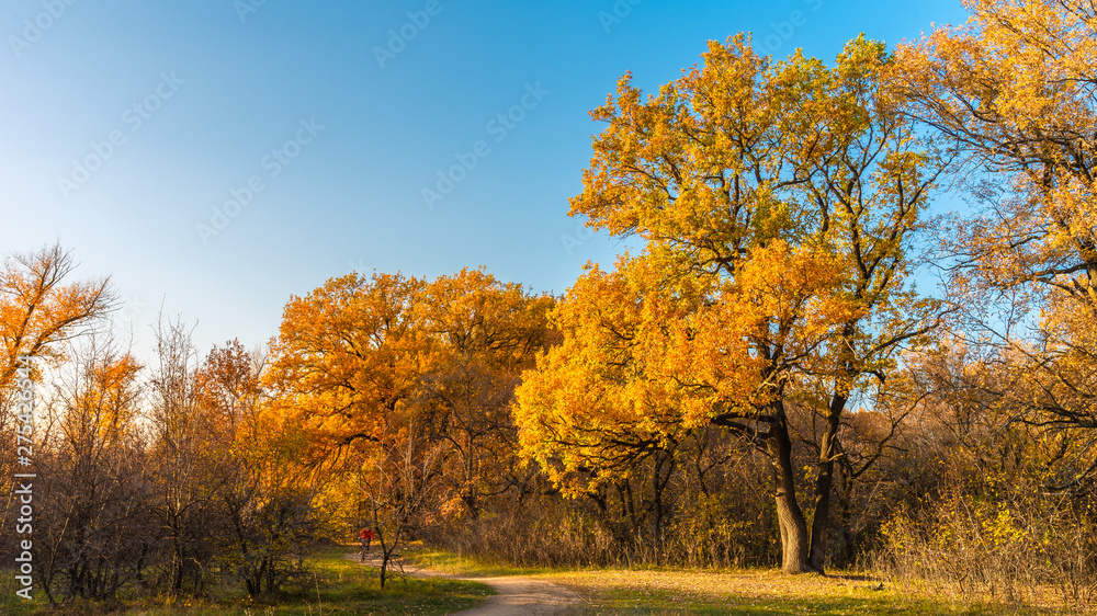 Autumn wooded landscape - Large oak tree by the path in a large forest glade and trees with yellow, golden and orange leaves in the background. Morning in the forest