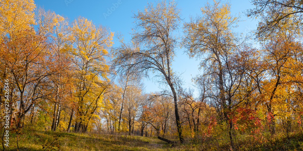 Autumn woodland landscape - trees with autumn leaves and blue sky in the background, view from below, perspective