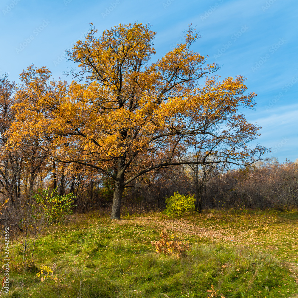 Autumn woodland landscape - Large oak tree with golden leaves on the edge of a forest and blue sky in the background