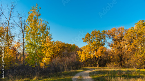 Autumn woodland landscape - the trail on the big wood glade and trees with yellow, golden leaves in the background