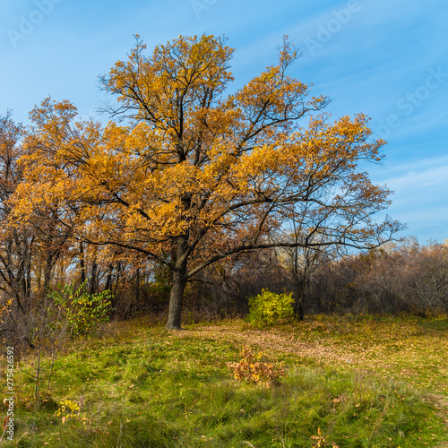 Autumn woodland landscape - Large oak tree with golden leaves on the edge of a forest and blue sky in the background