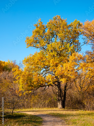 Autumn woodland landscape - Large oak tree with golden leaves at the edge of the woods near the trail