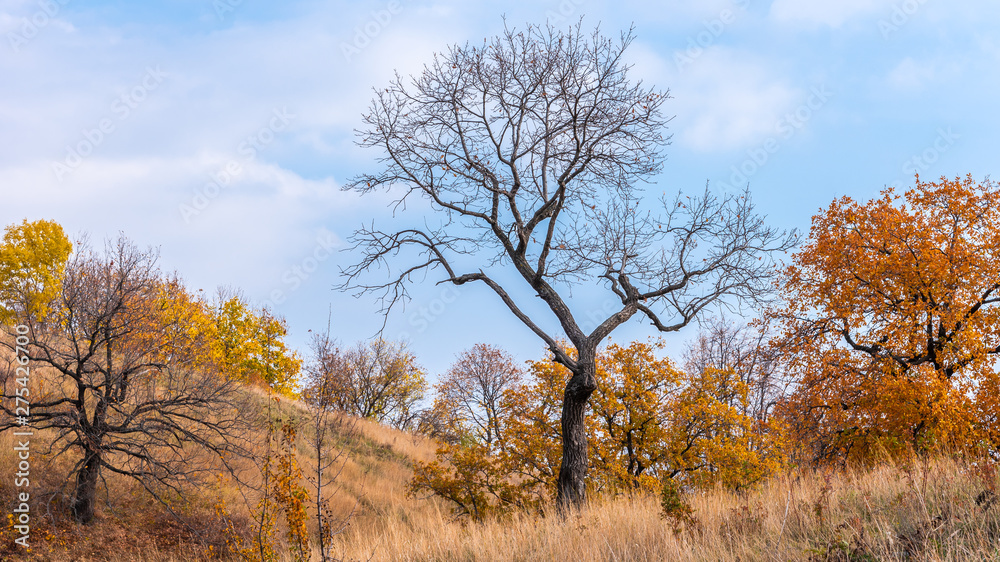 Autumn woodland landscape - a tree with bare branches and an oak grove on the hills in the background Autumn woodland landscape - a tree with bare branches and an oak grove on the hills in the background