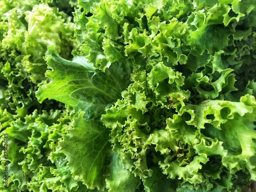 Fresh produce of green lettuce 