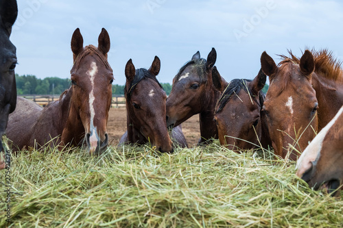 The herd of brown horses eats a haystack. Horses stand on the street. It is raining, cloudy weather. Wet horses photo