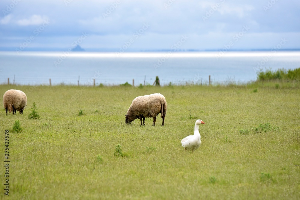 Fototapeta premium mouton devant mont saint michel