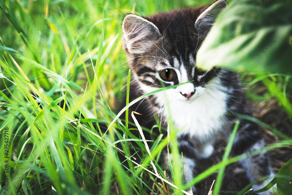 striped kitten sitting in the green grass
