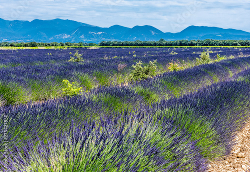 France, Drome, Regional Park of Baronnies provencales, Venterol (next to Nyons), lavender field photo