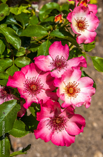 France, Drome, Grignan, Francoise de Grignan rose photo