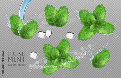 Mint leaves Vector realistic. Product placement detailed label design. Mint flavor. 3d illustrations