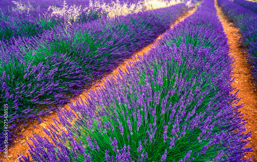 France, Provence, Vaucluse, Luberon, lavender fields at Buoux, next to Bonnieux photo