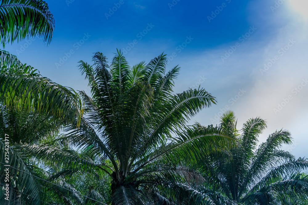 Oil Palm trees