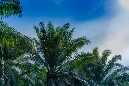 Oil Palm trees