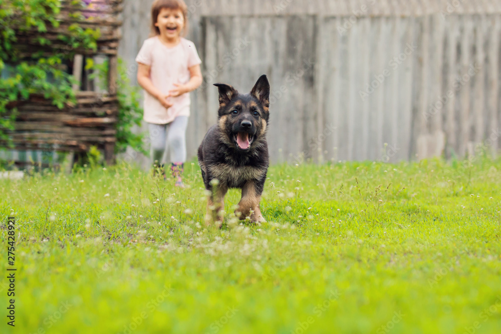 Happy girl playing with dog active game on lawn, village, day, open air Happy girl playing with dog active game on lawn, village, day, open air