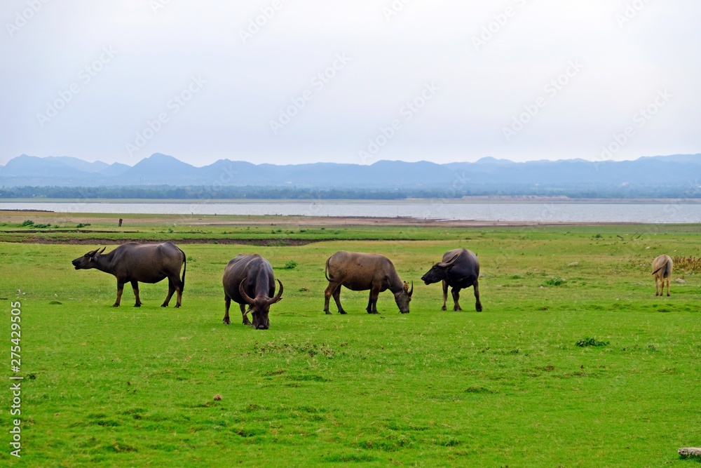 A herd of Thai water buffalos on the green field with lake and mountain background.
