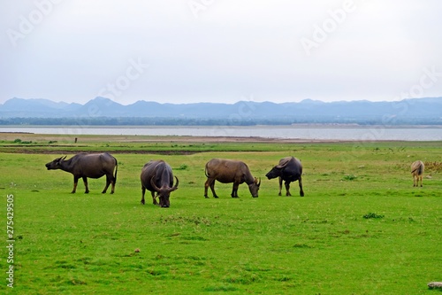 A herd of Thai water buffalos on the green field with lake and mountain background.