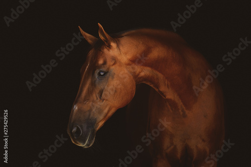 portrait of stunning beautiful red horse isolated on dark background