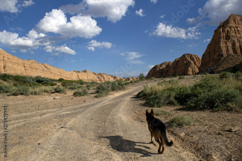 German shepherd walks on the Charyn canyon
