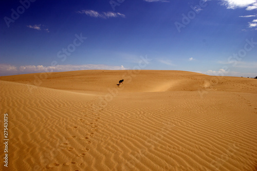 German Shepherd walking in the desert