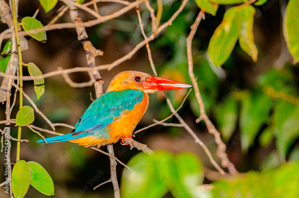 Fototapeta premium Stork-billed kingfisher with bright orange bill or beak.