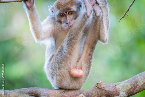 Fototapeta Naklejka Na Ścianę i Meble -  Monkey in a tree showing off.