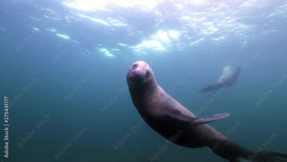 Seal Swims Past Camera and Turns to Look, Swims Away, Vancouver Island, Canada