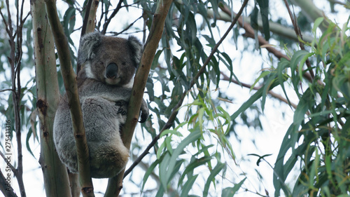 Ein Koala Bär in einem Eukalyptus Baum in Victoria Australien