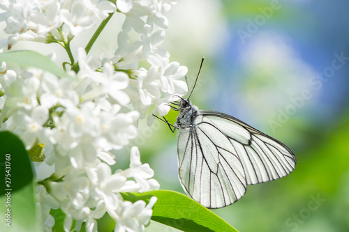 Beautiful butterfly Aporia crataegi closeup collects nectar from a bush of lilac in summer