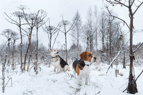 Fototapeta Naklejka Na Ścianę i Meble -  Two dogs walking on winter meadow in snow