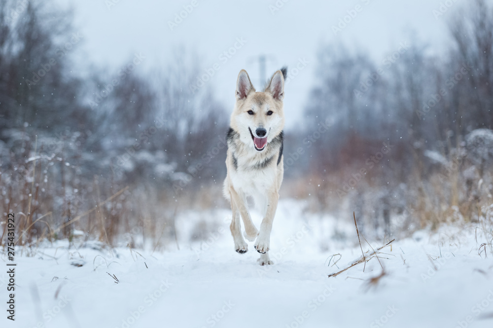 Fototapeta premium Stray dog that lives on the street. Mongrel in the snow