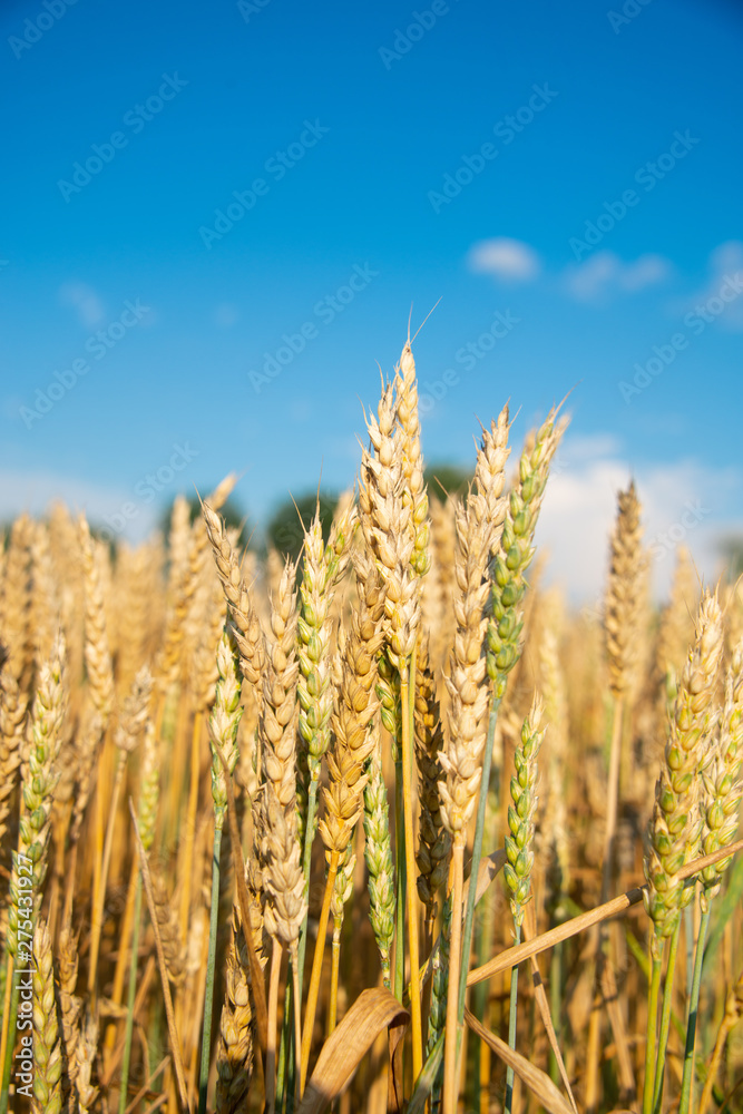 Field of wheat on a sunny day Field of wheat on a sunny day