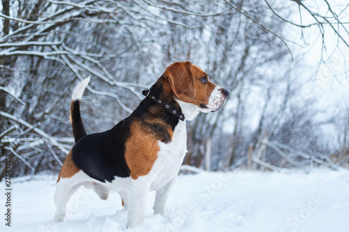 Portrait of a Beagle dog in winter, cloudy day